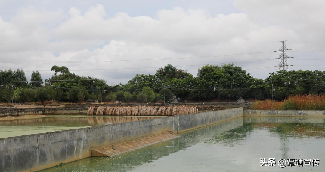 广西黄沙鳖稻田生态养殖模式,养鳖带动乡村产业发展情况
