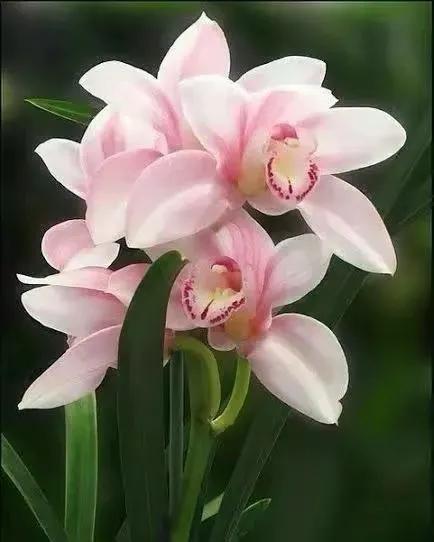 在春暖花开季节遇见浪漫,浪漫总是发生在春暖花开时配音