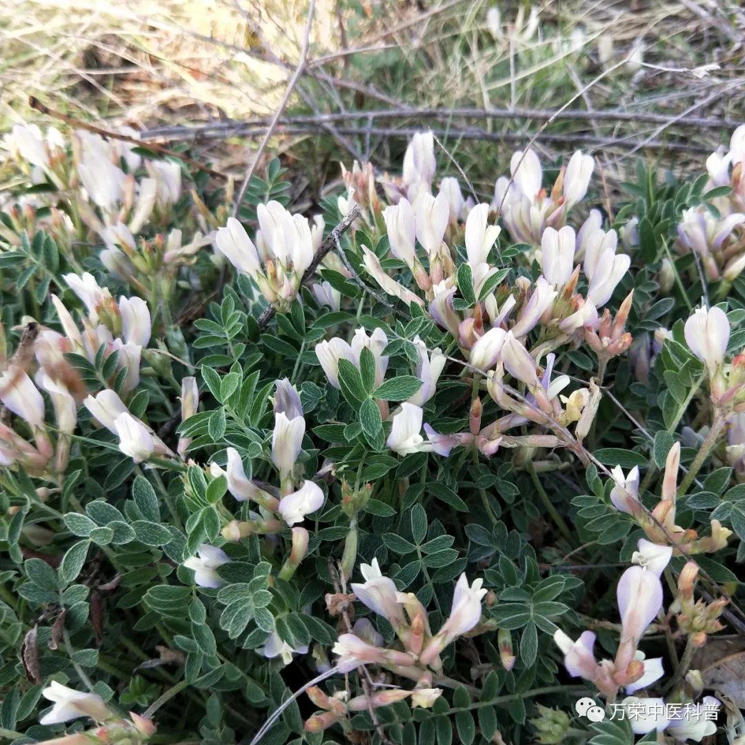植物幼苗的发展过程详细,植物的幼苗在生长过程中