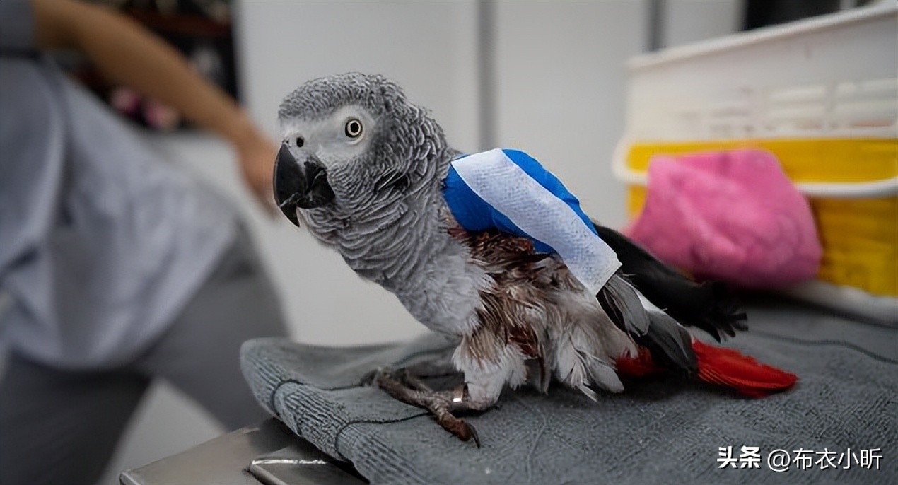 鹦鹉抢救方法有吹风机吹的吗,鹦鹉急救心肺复苏