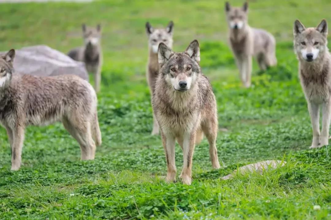 黑熊为什么害怕东北虎,狼群为什么不怕大棕熊怕老虎