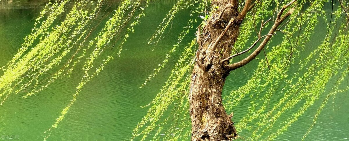 风吹杨柳万千条选段,风吹杨柳万千条指什么生肖