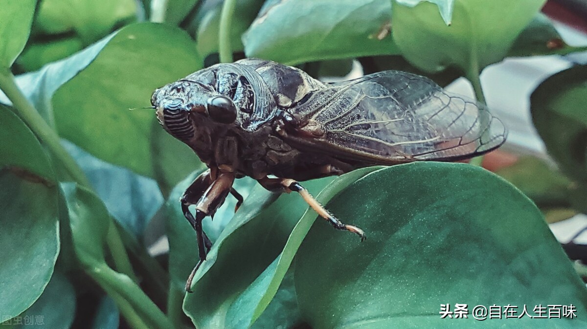 夏天常见的虫子外壳硬,农村房子里面常见的虫子有哪些