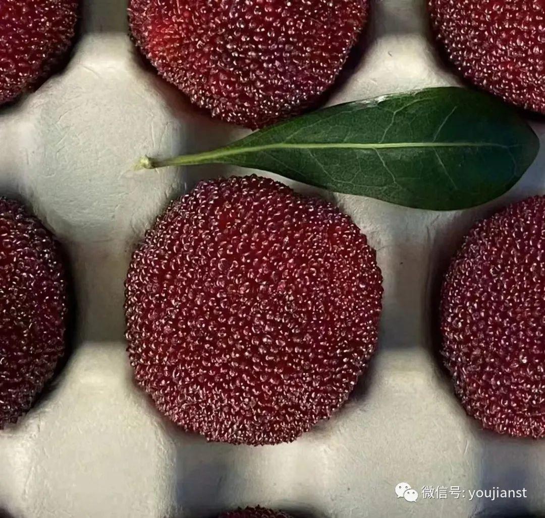 如何泡杨梅酒正确做法视频,泡杨梅酒的正确方法视频