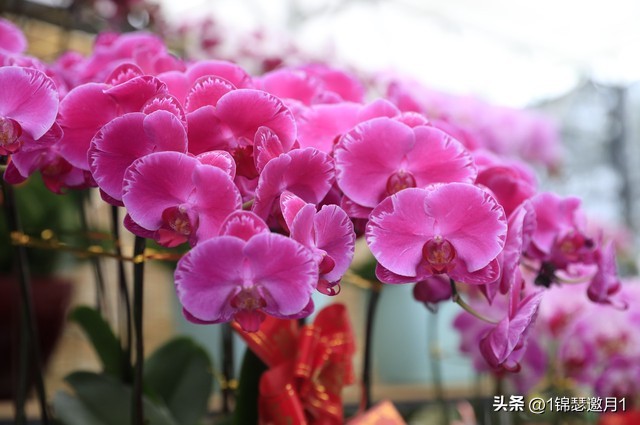 梅兰竹菊的风景图片,紫色芙蓉花美图