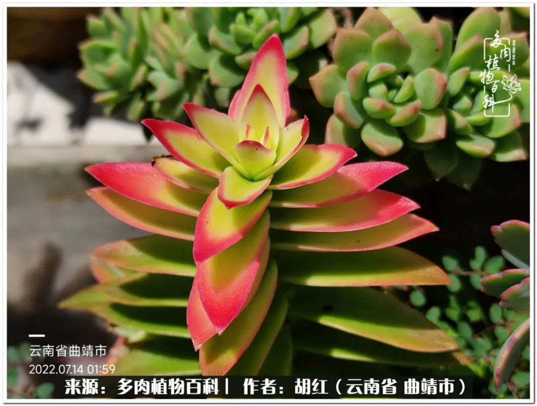 多肉植物里的糖,多肉生活的调味剂