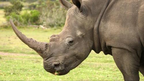 比老虎狮子豹子还厉害的五大动物,老虎狮子生存环境对比