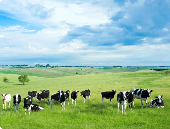 圣元喜素力是什么奶粉,圣元喜素力奶粉怎么样价格是多少