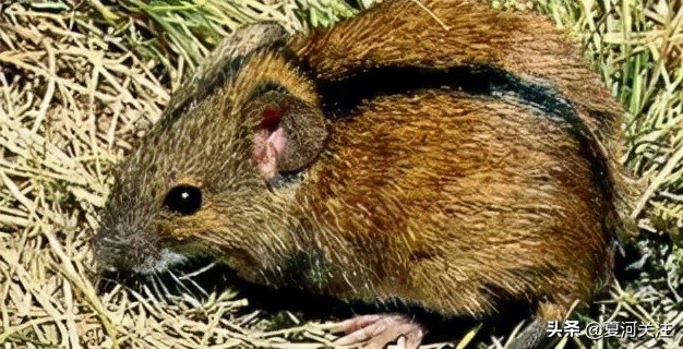 预防流行性出血热视频,幼儿园出血热疾病预防