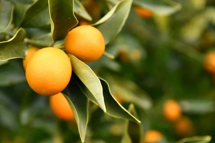 日本人在冬至会吃什么蔬菜,日本人冬至都吃什么