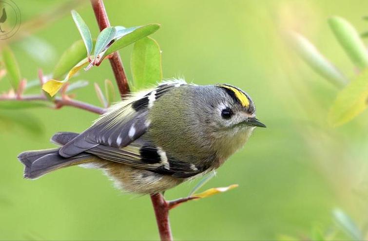 50张最佳鸟类摄影作品,鸟儿大全大图