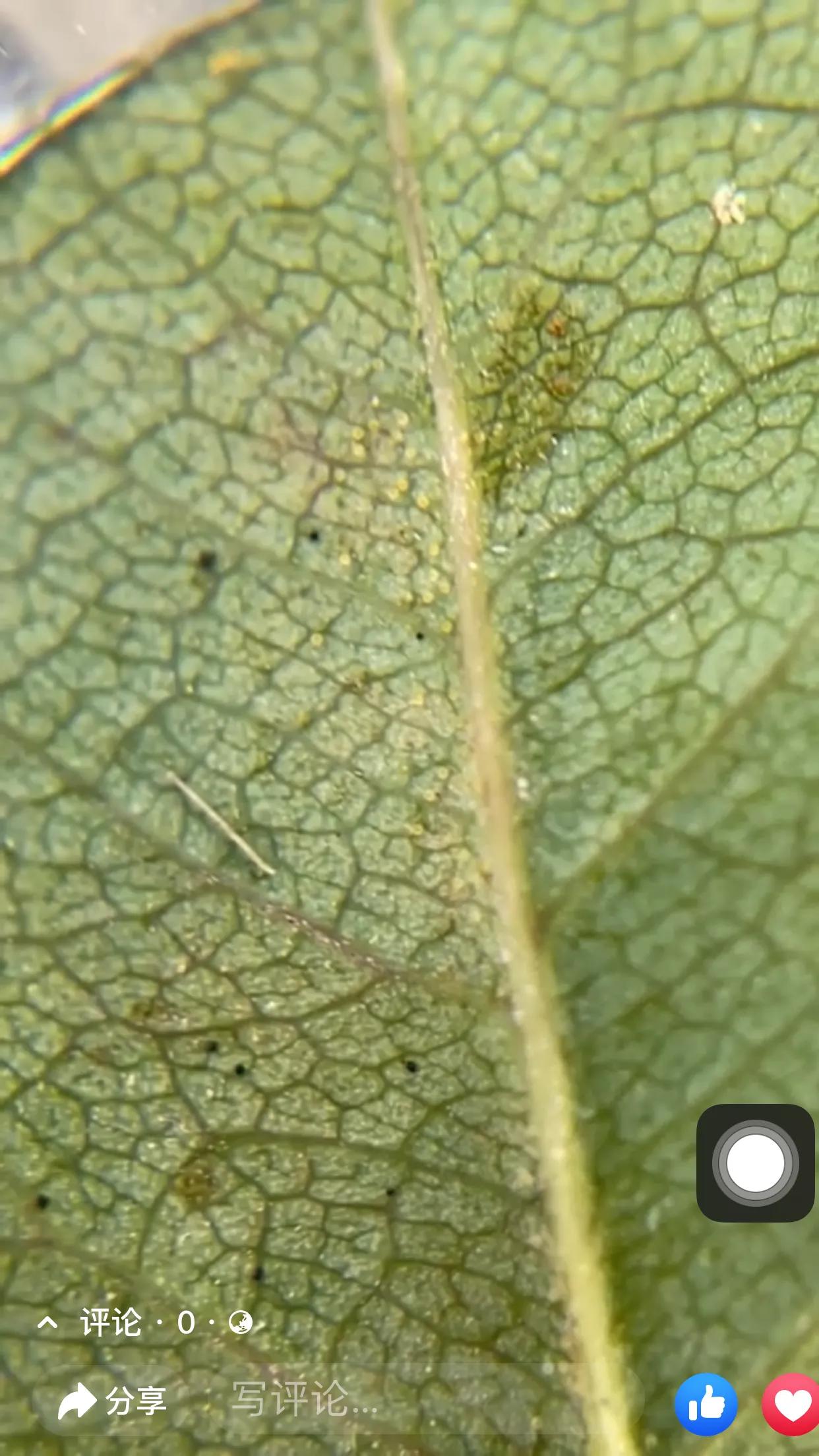 杀月季红蜘蛛的有效方法,洗洁精怎么治月季红蜘蛛
