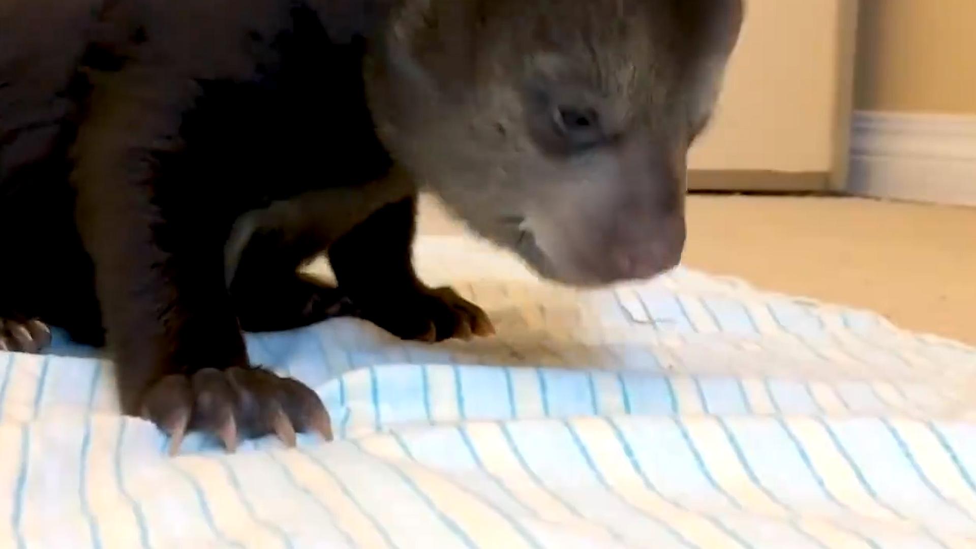 辽宁村民发现被遗弃的小黑熊后续,辽宁农妇收养熊后来放回大自然没