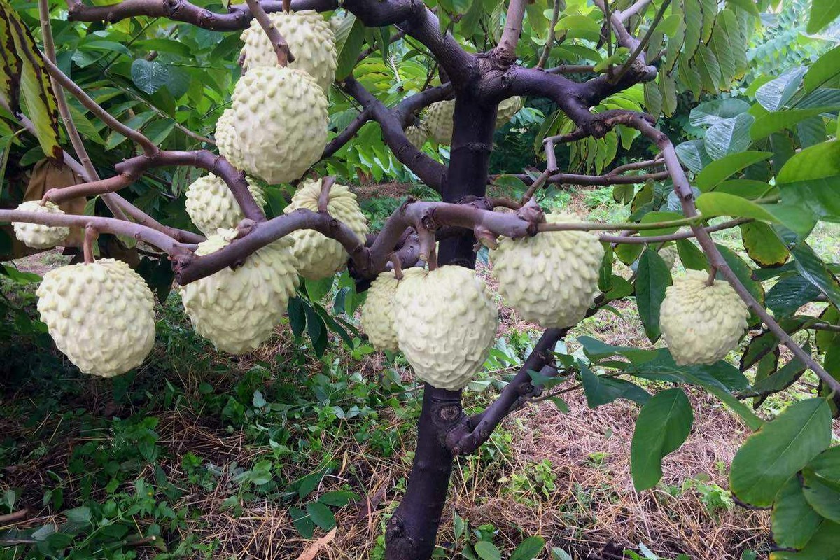 南国珍果图片大全,南国珍果超市视频