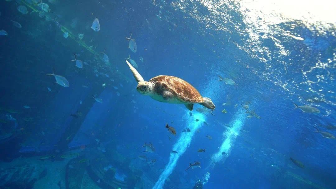 海龟适应陆地环境最根本的原因,海龟的颜色和生活习性还有天敌