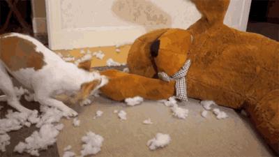 为什么不要一直打狗,一定要远离打狗的人