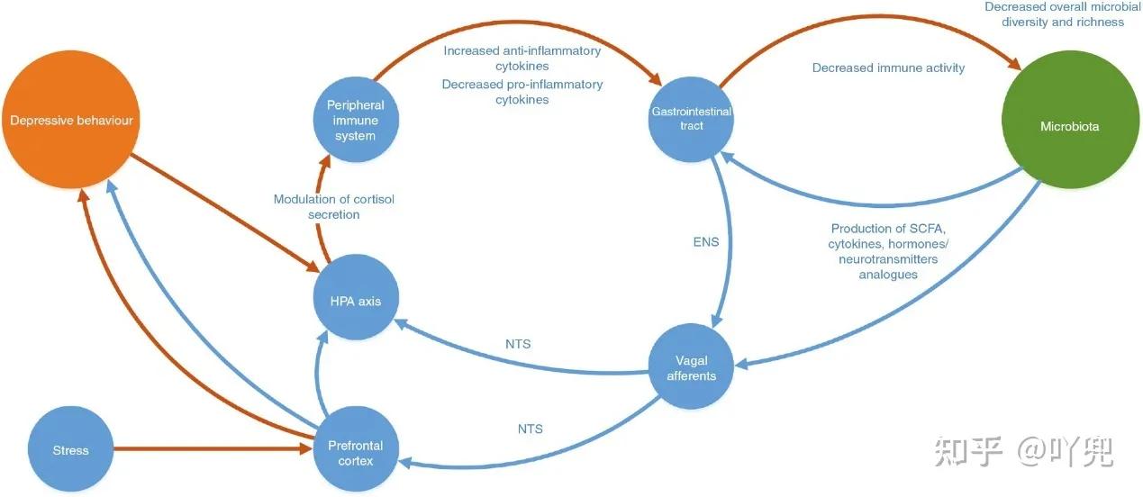 诊断胃炎最好的药,为什么胃炎要吃抗抑郁的药