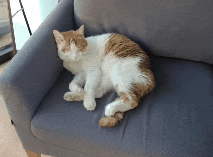 猫咪洗澡耳朵进水了怎么办,猫咪在宠物店洗澡做出的应激反应