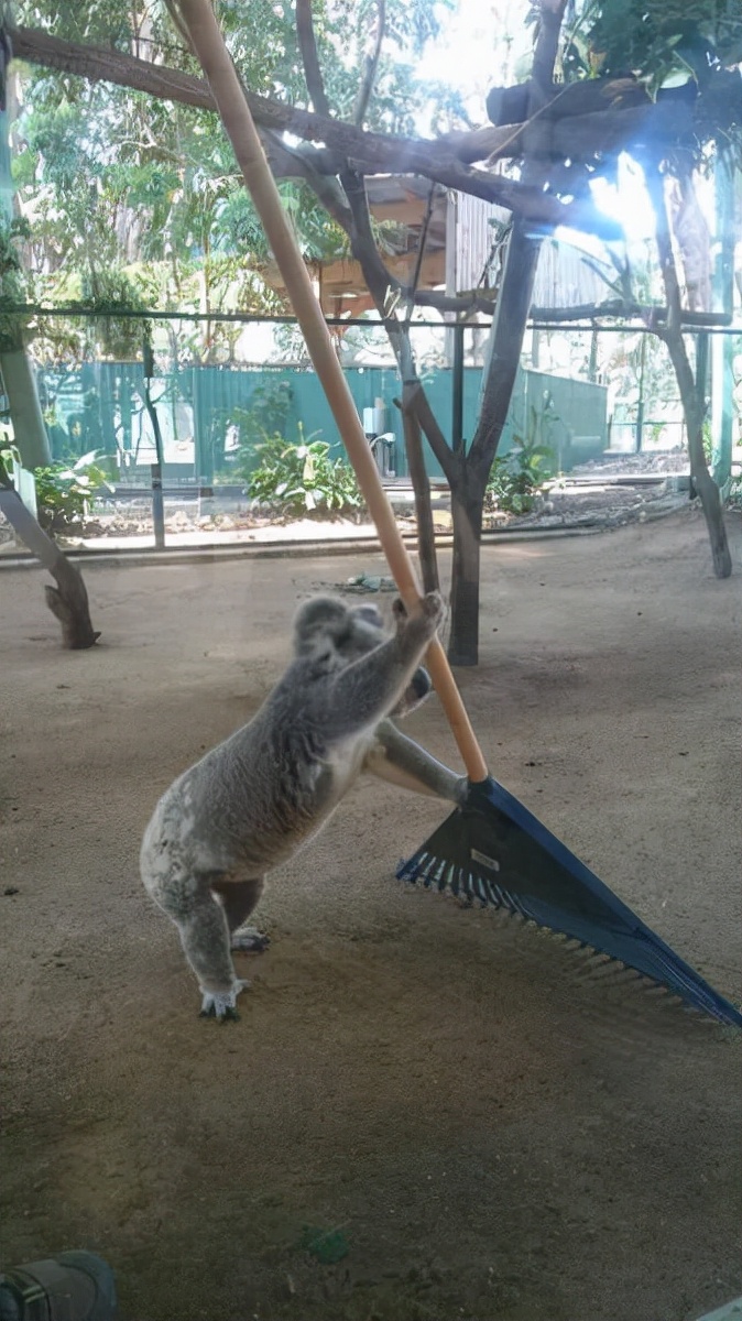 真实大象的照片,在野外拍到的真实大象