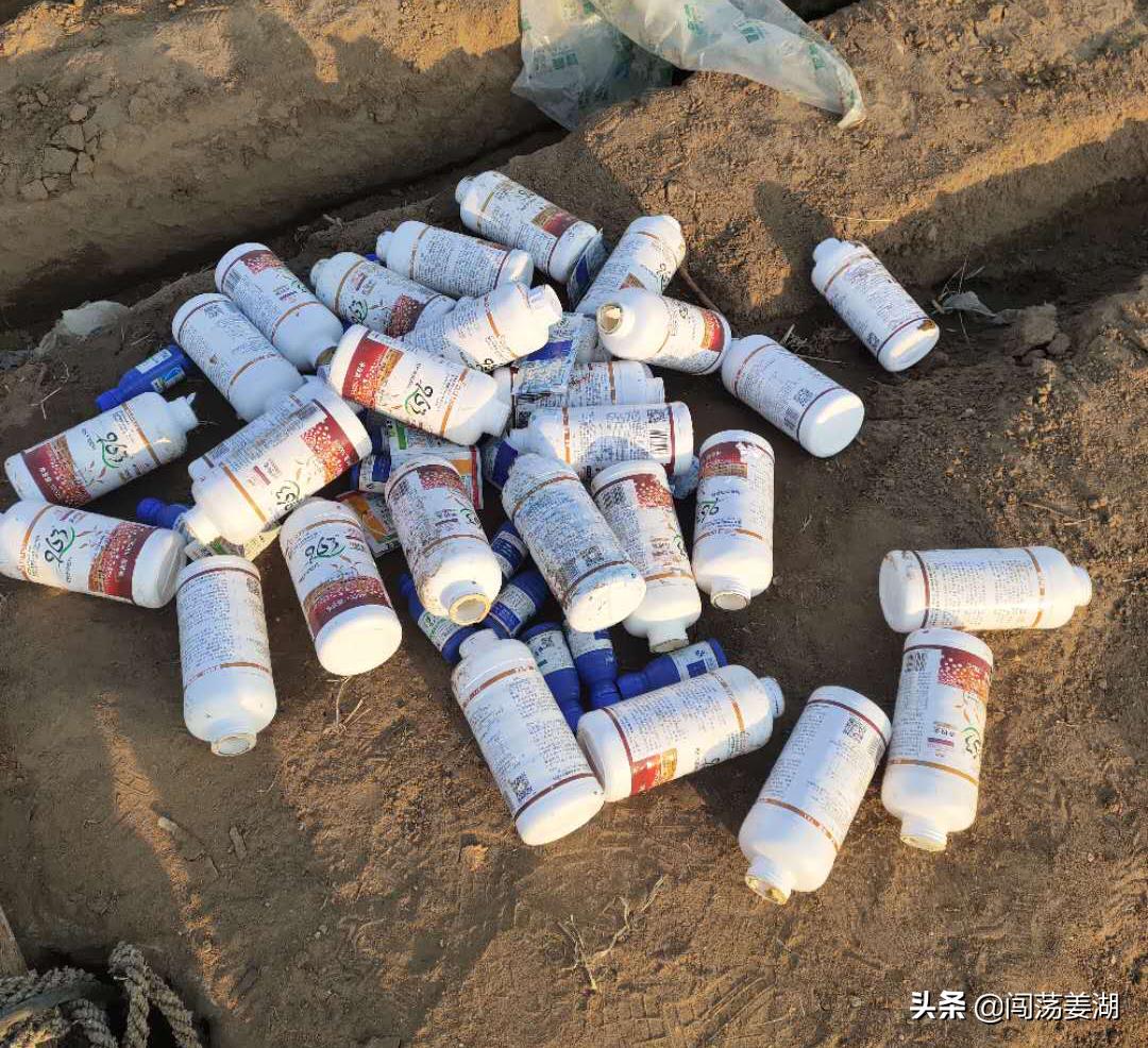 生姜播种越早产量越高这是真的吗,生姜几月份播种最佳时机