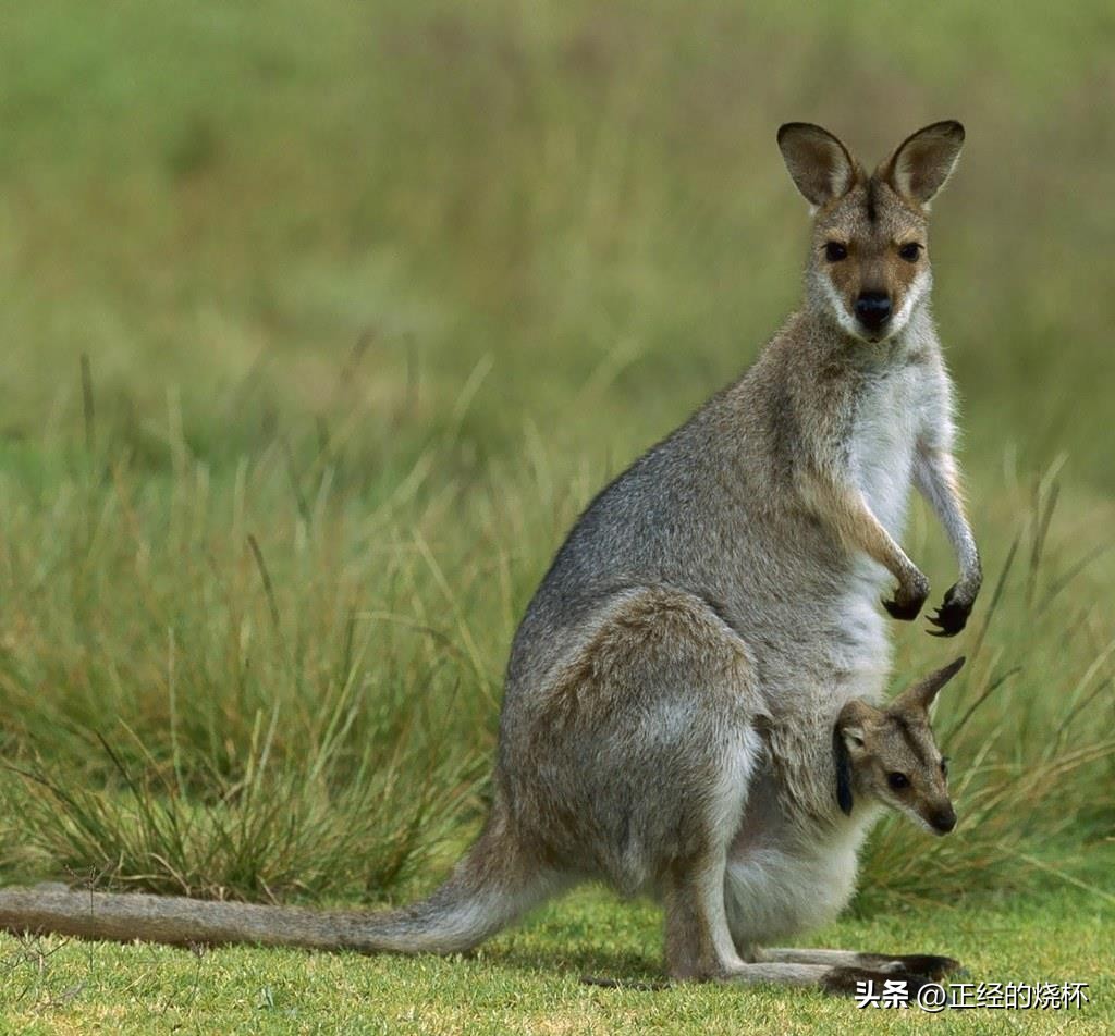 袋鼠动物特性,袋鼠的意义