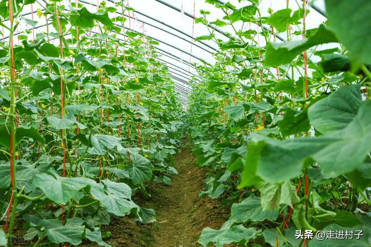 黄瓜长高需要把下面叶去掉吗,不搭架黄瓜如何修剪