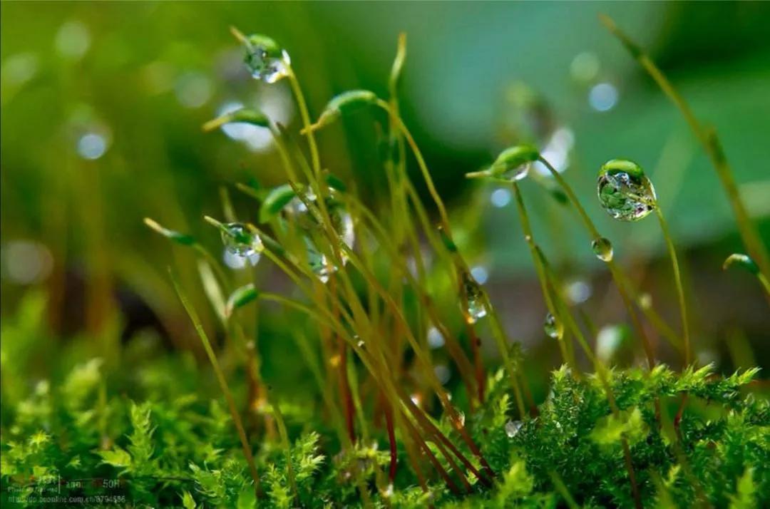 关于春雨的随想,春雨的心绪