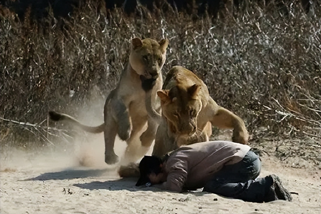 67岁老人闯入狮子园被狮子拖,男子误入狮子园狮口脱险