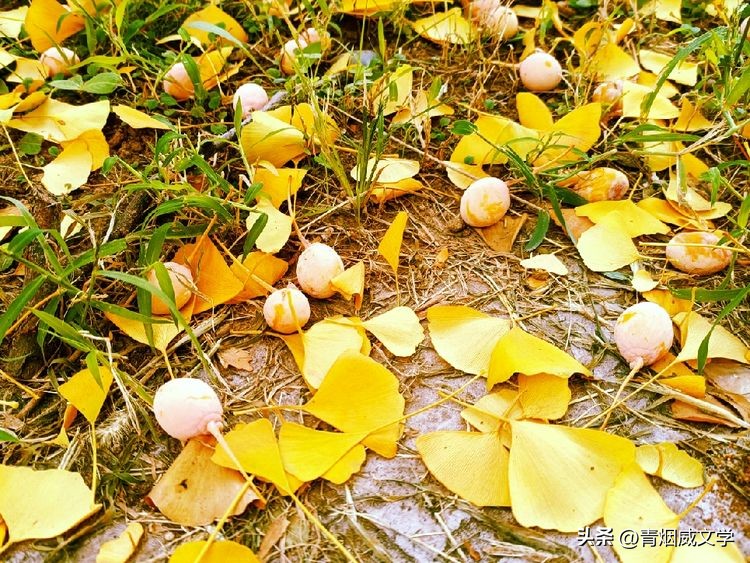 七律秋韵的诗词,七言诗秋吟二首