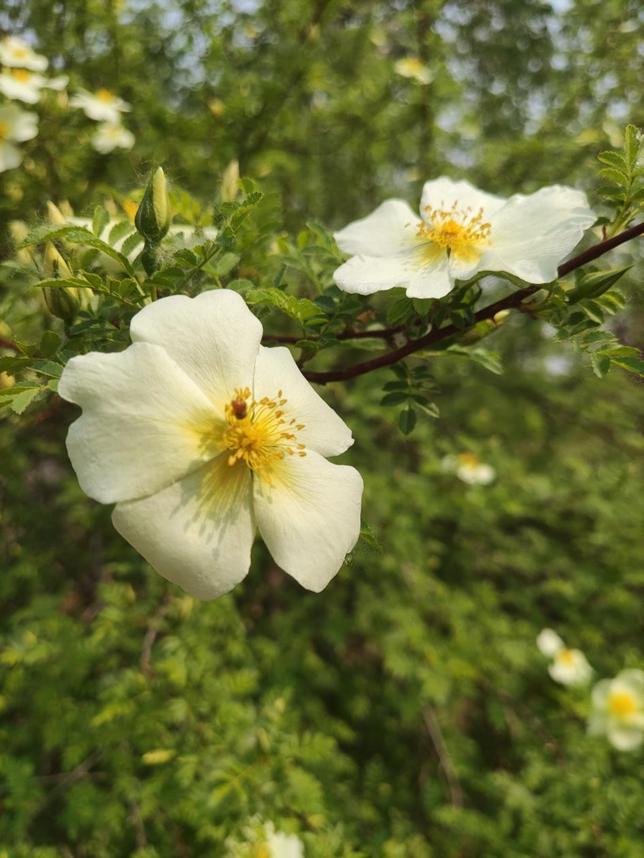 美丽校园行-2|历史生眼中的天津师范大学主校区