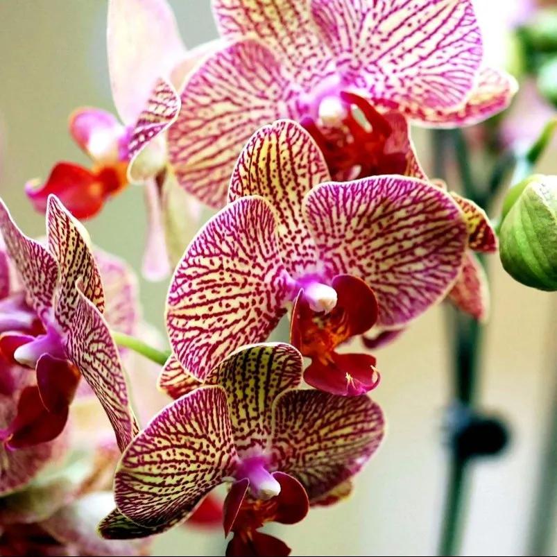 快来看看，兰花的世界真奇妙|壹木星球No.14