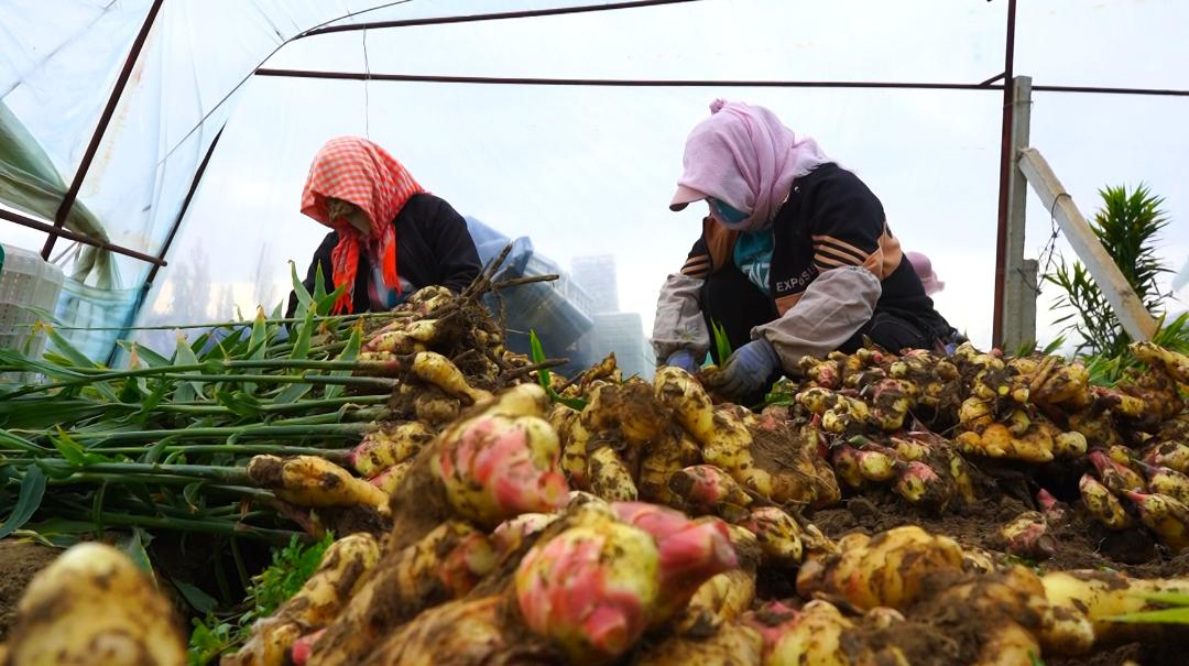 提前上市的生姜种植方法,种植姜致富经创业项目