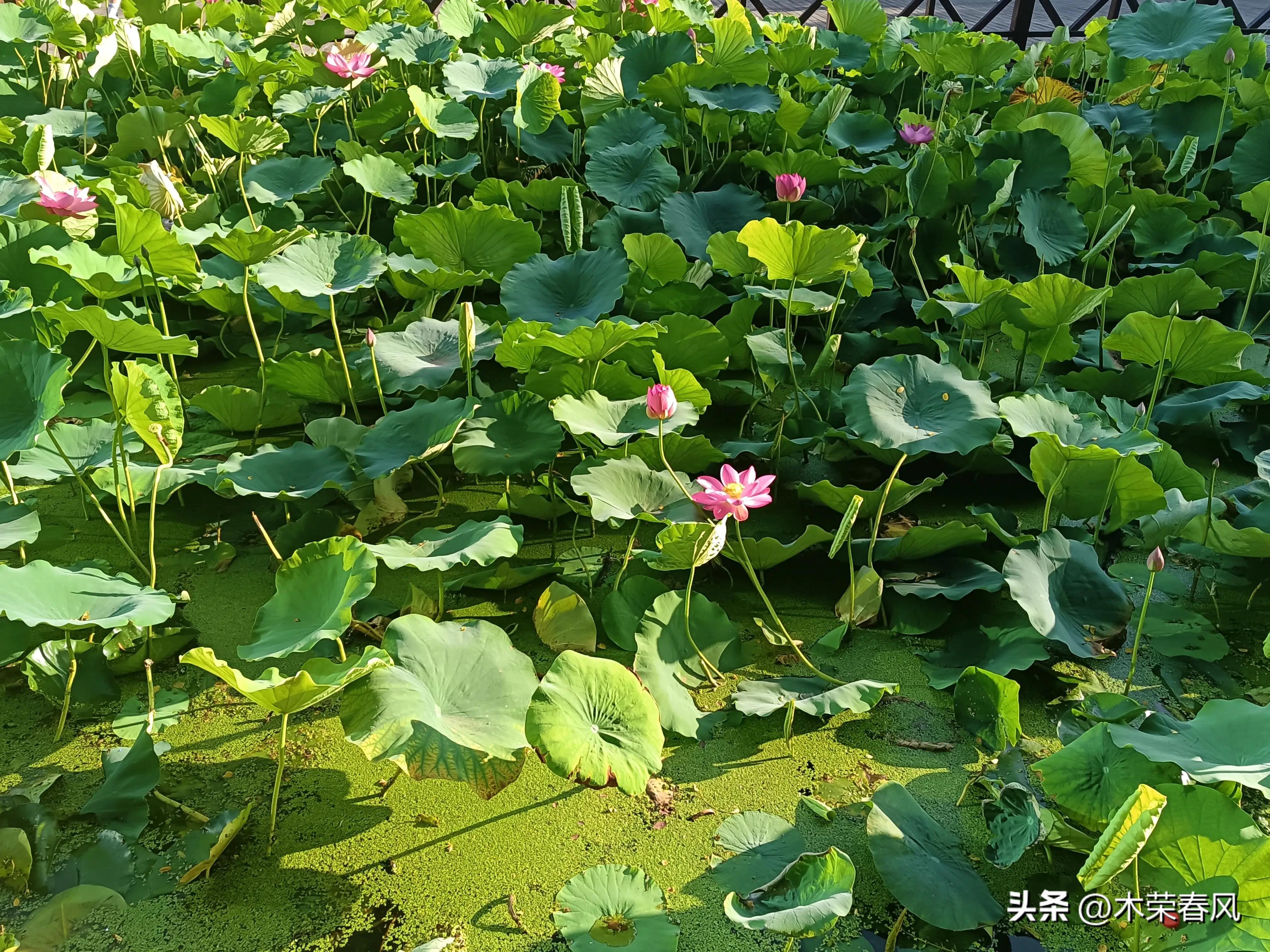莲湖公园看荷花几点合适,莲湖公园荷花怎么走