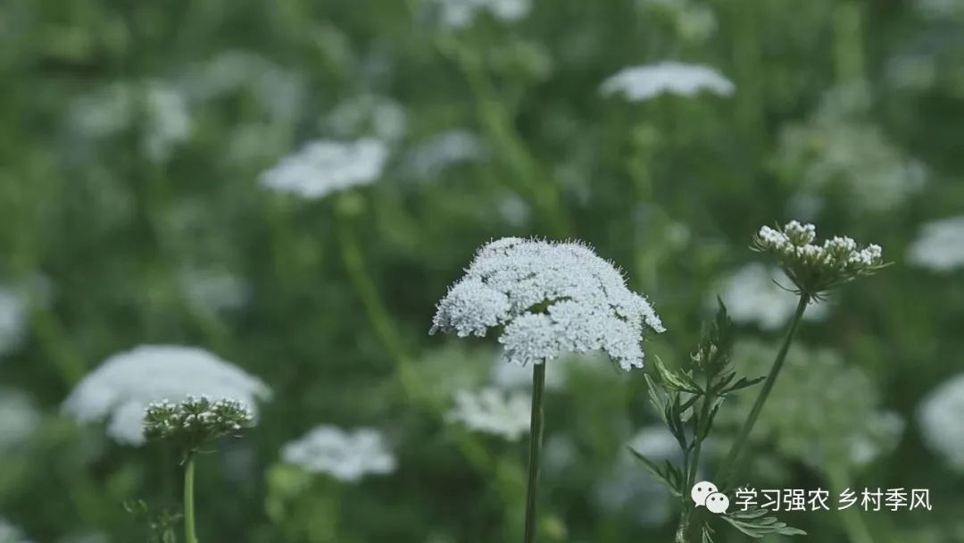 蚜虫吃绿虫,麦田蚜虫用什么药效果最好