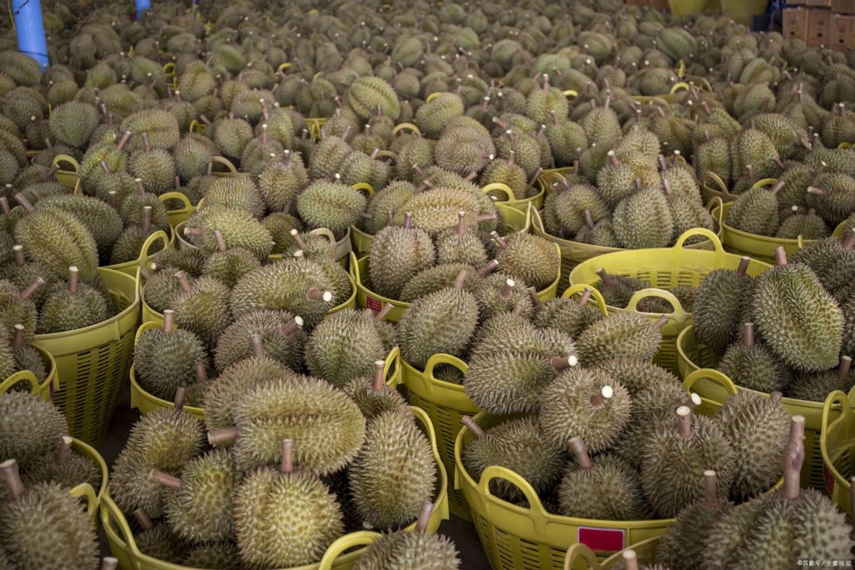 越南榴莲引入中国，泰国垄断地位恐成过去式？榴莲自由又进一步
