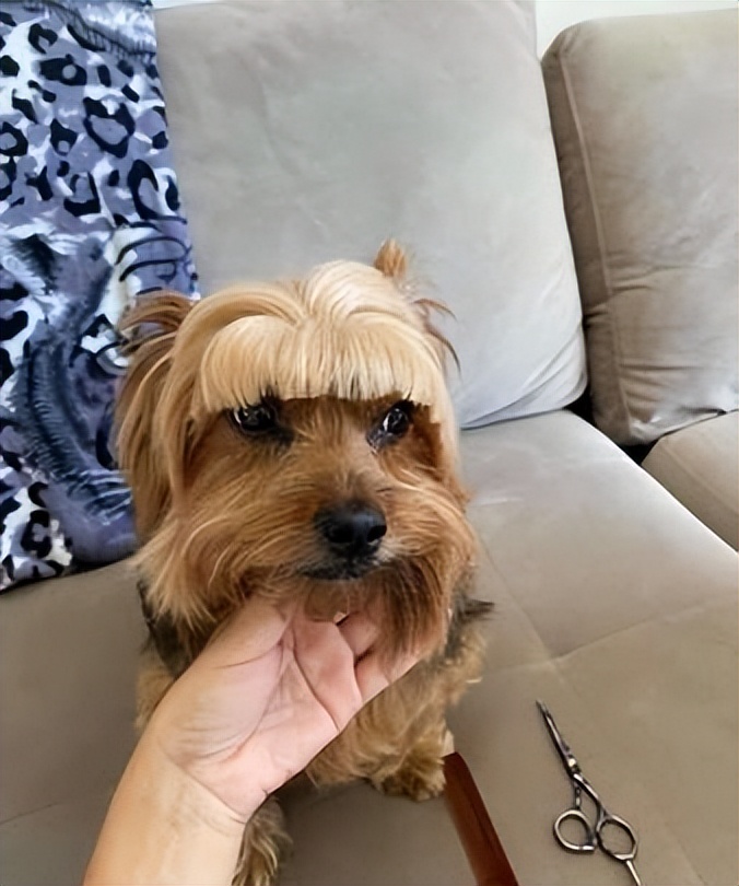 狗狗有泪痕应该怎么去除,狗狗有泪痕应该怎么处理