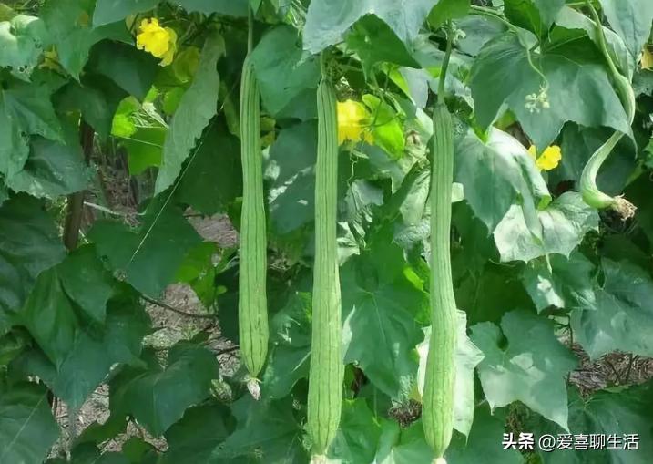 夏至吃什么传统食物详细介绍,夏至吃什么传统食物好