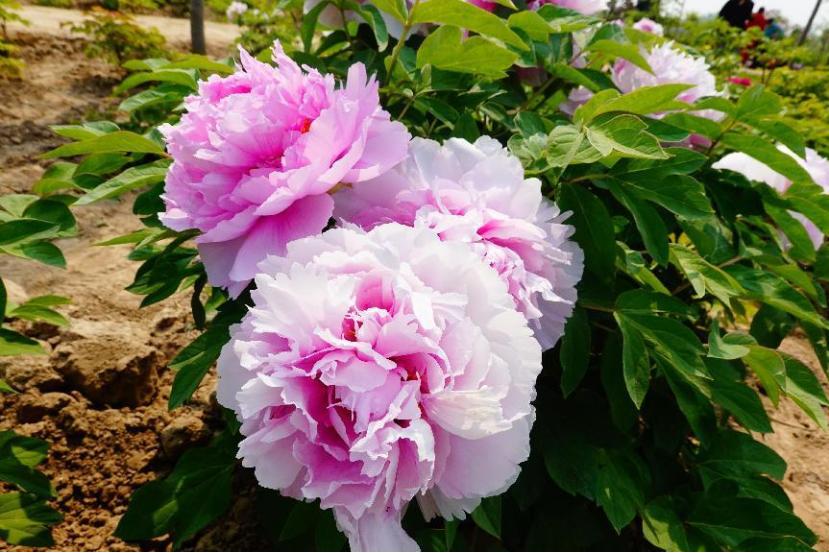 仙人掌墨西哥国花,仙人掌花是什么国家的国花