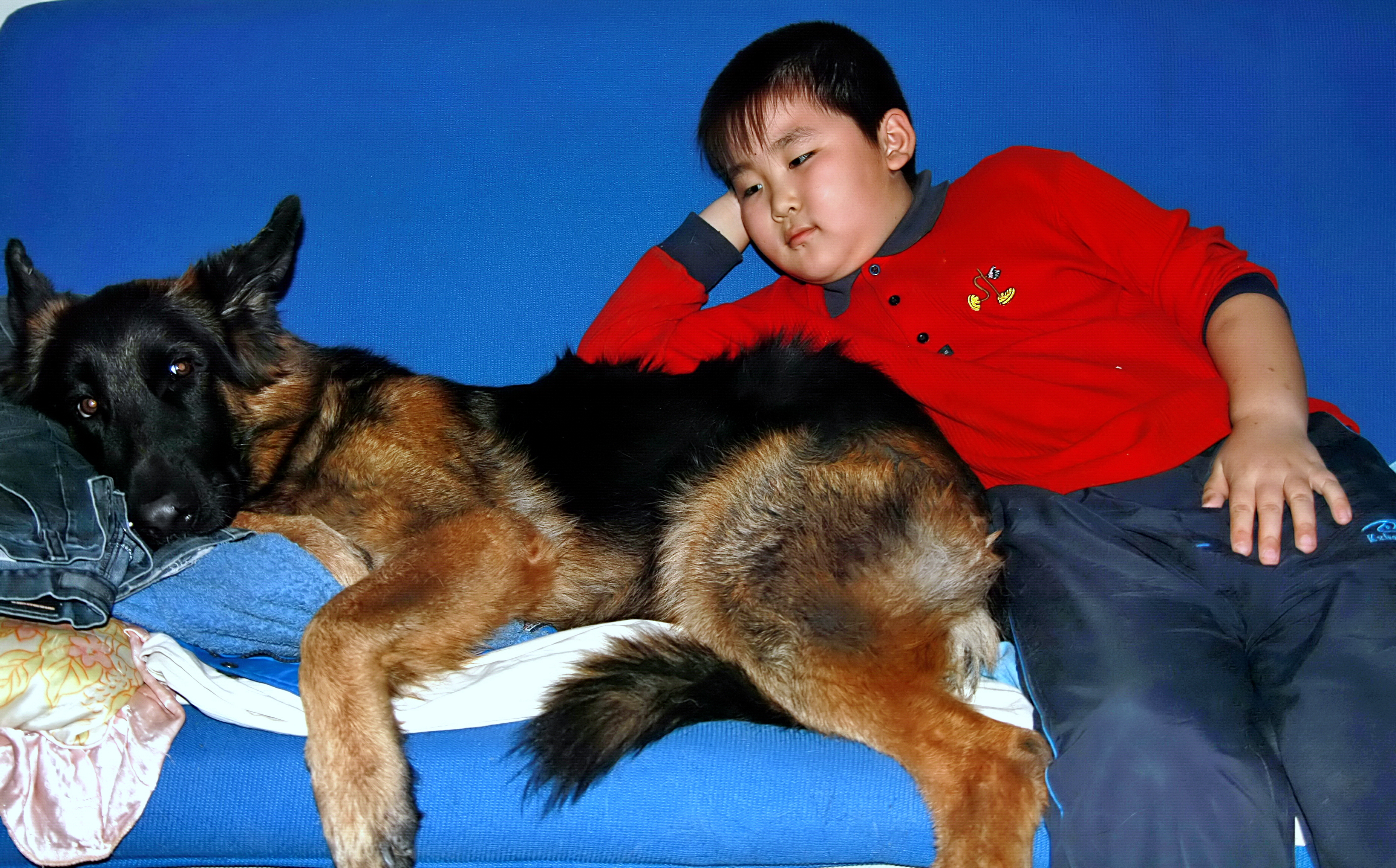 德牧养殖技术书籍大全,德牧饲养攻略