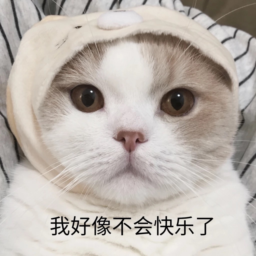 猫咪养久了，劝你别丢，这些后果你承受不了