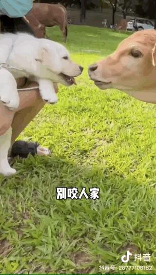 濂崇敓鍋氳揣鎷夋媺鍙告満,濂冲瀛愬仛鍙告満璺戣揣鎷夋媺