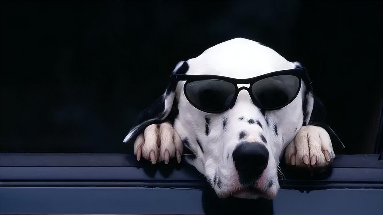 斑点狗的悲惨下场,最近很火的斑点狗