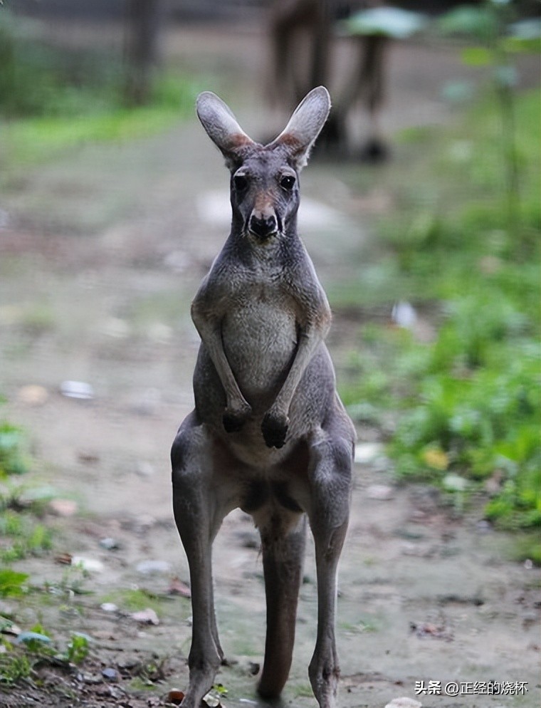 袋鼠动物特性,袋鼠的意义