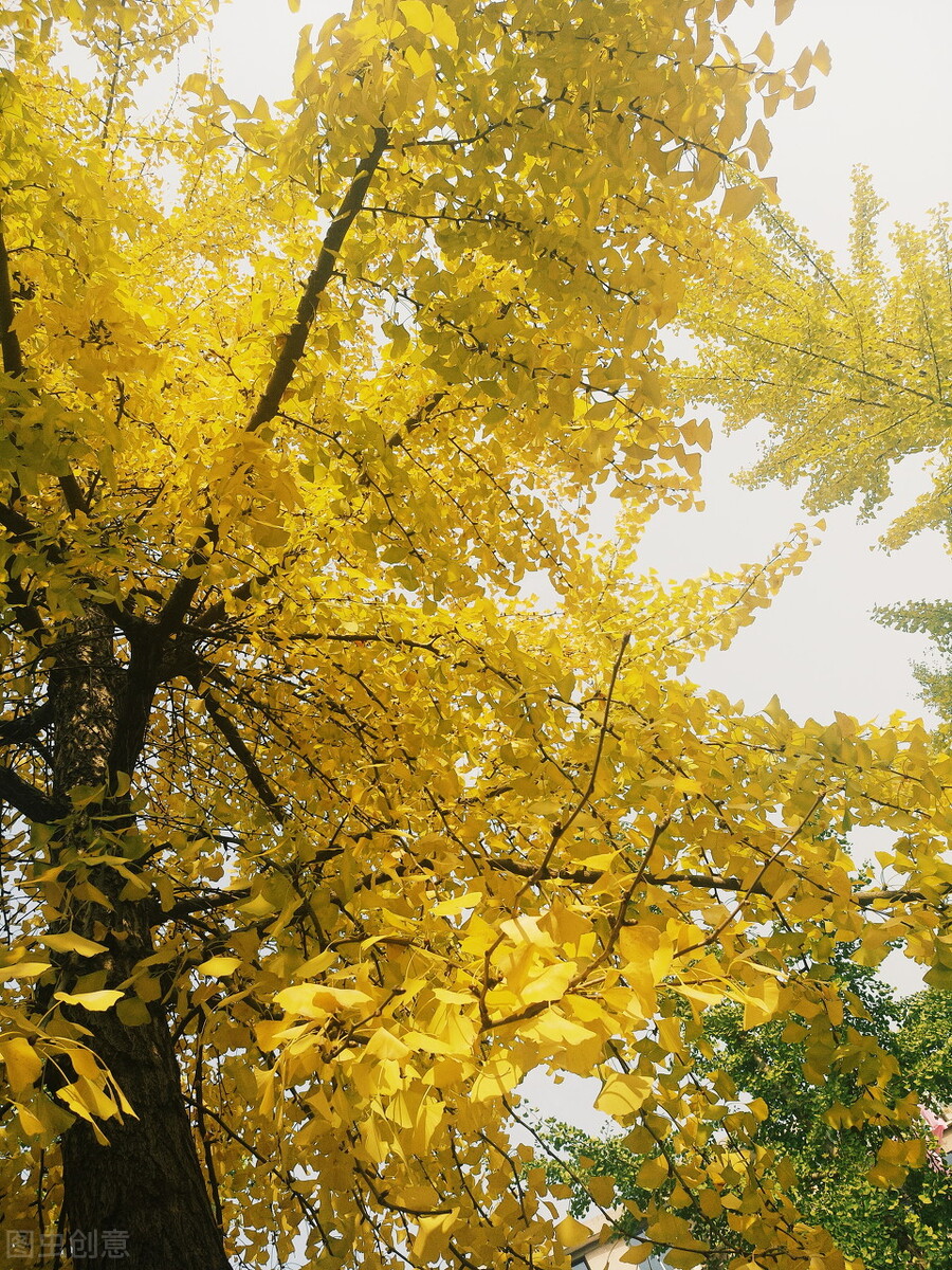 湖北理工学院继续教育学院招生网,湖北理工学院成人教育招生简章