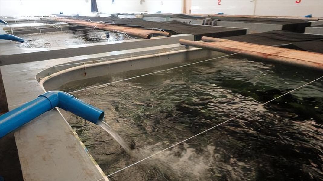 哪里有网箱养殖许氏平鲉,许氏平鲉养殖