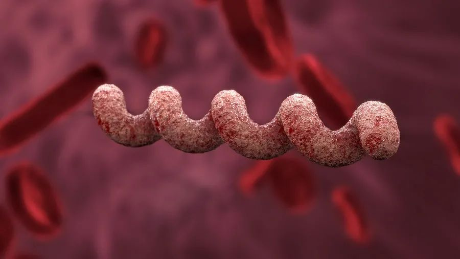 日本梅毒激增,目前最佳治愈梅毒手段