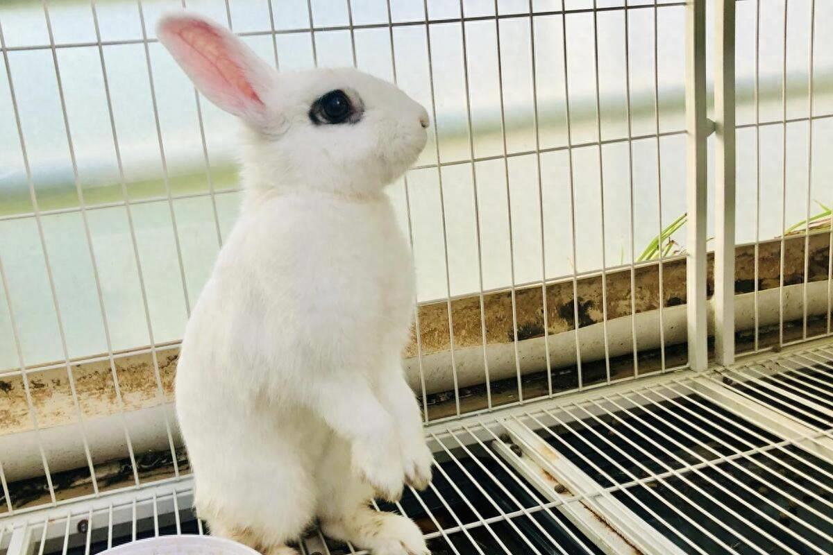 兔肉营养丰富,兔肉为啥没有营养