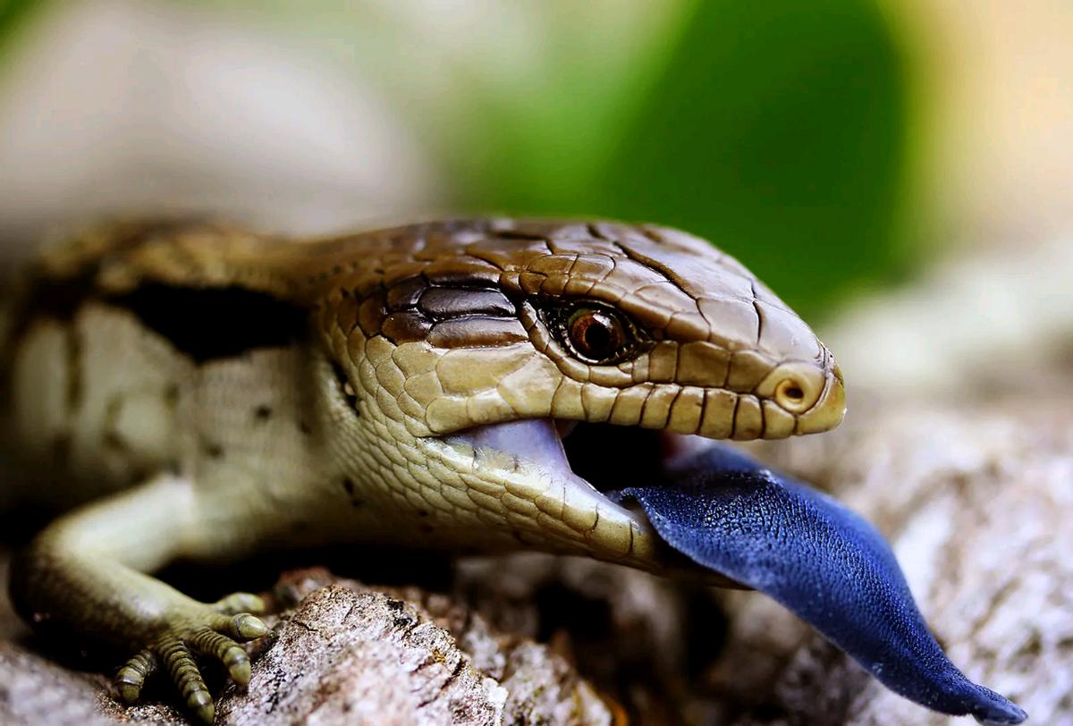 狗婆蛇是保护动物吗,农村最常见的几种蛇火蛇