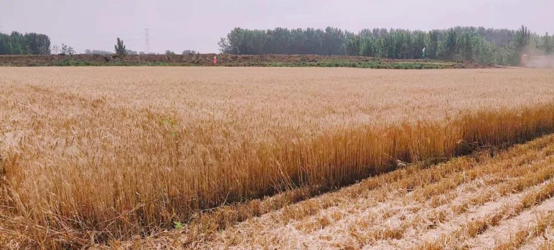 百社争流千帆竞乡土大地绘蓝图——莒南县*党**支部创办合作社专题展播（五）