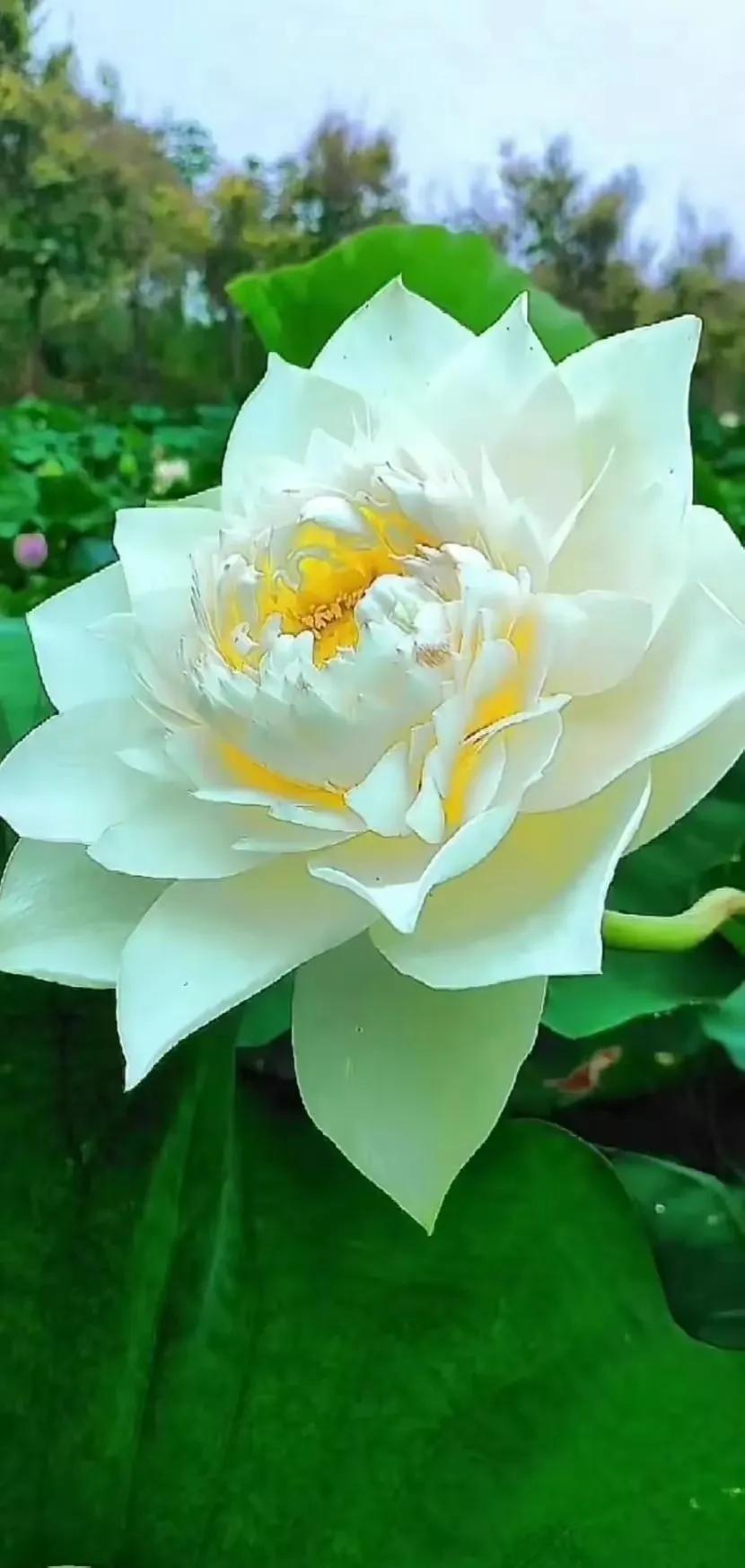 夏日美丽的荷花图片,荷花图片配上字映日荷花别样红